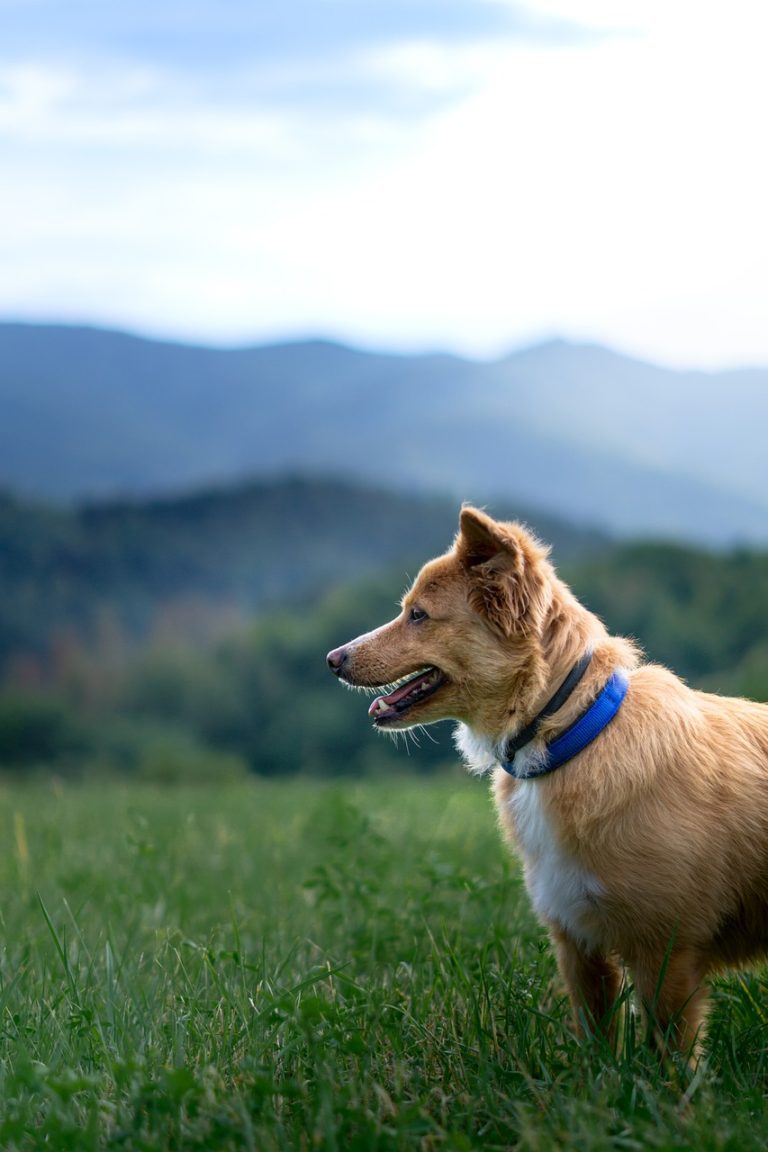 Dog Poop Pickup in Beverly Hills Michigan