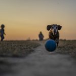 Dog Poop Pickup in Beverly Hills Michigan